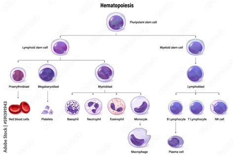 Hematopoiesis nedir
